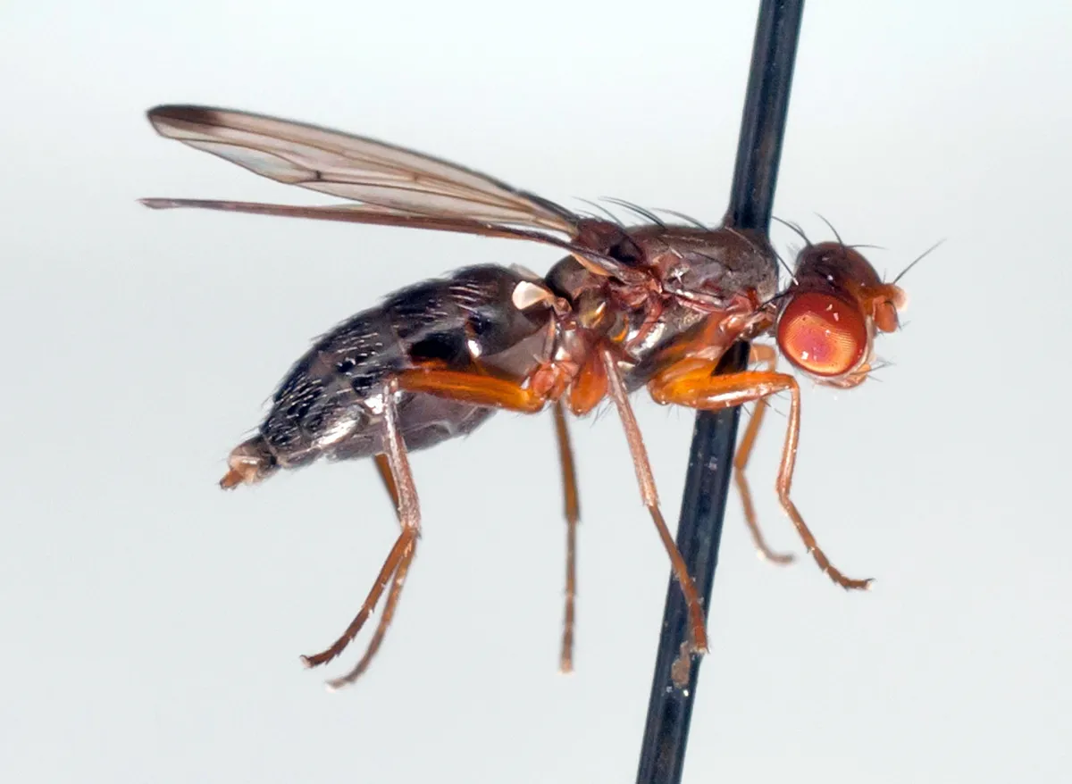 Geomyza subnigra - photo 3
