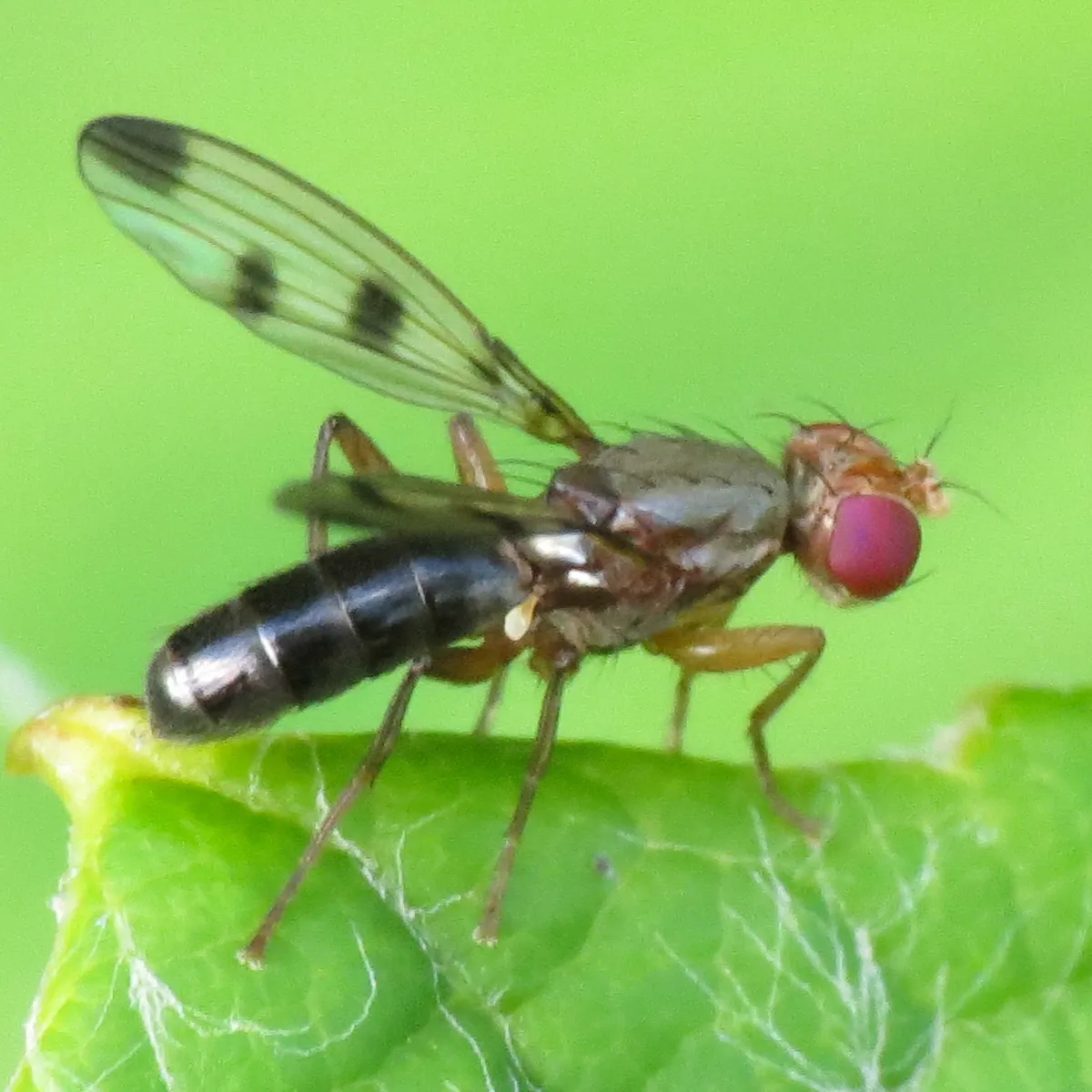 Geomyza tripunctata - photo 3