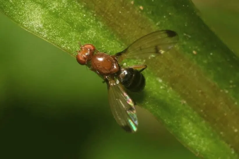 Geomyza venusta - photo 3