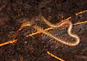 Boreal Yellow-headed Soil Centipede