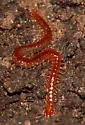 Pitted Soil Centipede