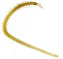 Pitted Soil Centipede - photo 2