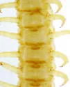 Pitted Soil Centipede - photo 3