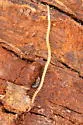 Great Plains Soil Centipede