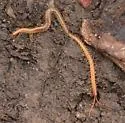 Great Plains Soil Centipede - photo 2