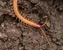Great Plains Soil Centipede - photo 3