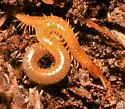 Geophilus varians