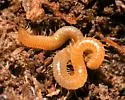 Geophilus varians - photo 2