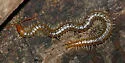 Diamondback Soil Centipede