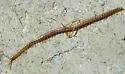 Diamondback Soil Centipede - photo 2