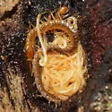 Diamondback Soil Centipede - photo 3