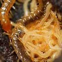 Diamondback Soil Centipede - photo 4