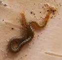 Diamondback Soil Centipede - photo 5