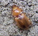 Geopinus incrassatus - photo 2
