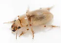 Geopinus incrassatus - photo 5