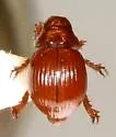 Geopsammodius hydropicus