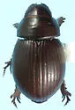 Geopsammodius hydropicus - photo 2