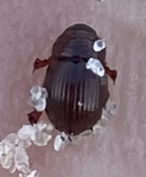 Geopsammodius morrisi - photo 2