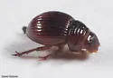 Geopsammodius relictillus