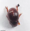 Geopsammodius relictillus - photo 2