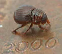 Geopsammodius relictillus - photo 3