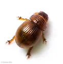 Geopsammodius relictillus - photo 4