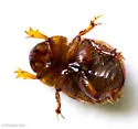 Geopsammodius relictillus - photo 5