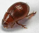 Underfoot Tiny Sand-loving Scarab - Geopsammodius subpedalis