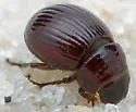 Underfoot Tiny Sand-loving Scarab - photo 2
