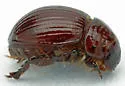 Underfoot Tiny Sand-loving Scarab - photo 3