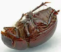 Underfoot Tiny Sand-loving Scarab - photo 4
