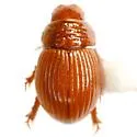 Geopsammodius unsidensis - photo 3