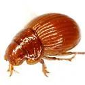 Geopsammodius unsidensis - photo 4