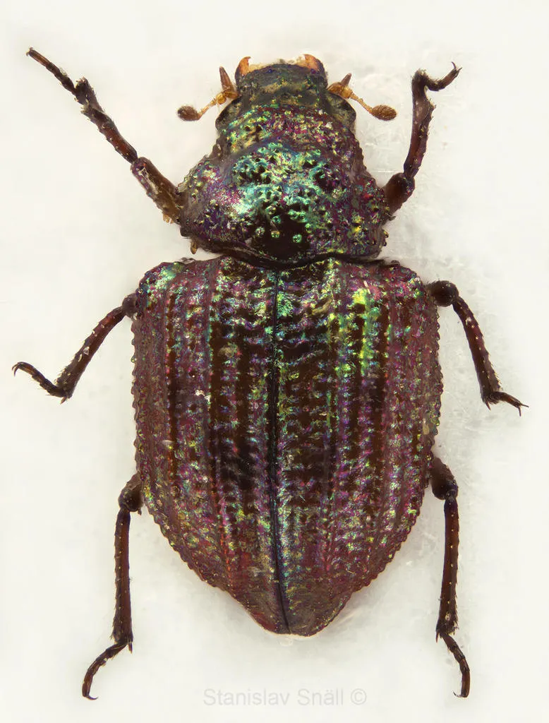 Minute Mud-loving Beetles - Georissidae