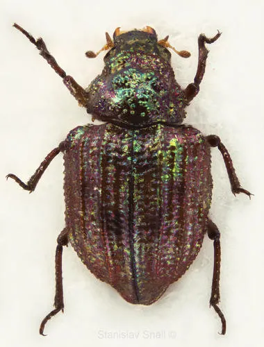Minute Mud-loving Beetles - photo 3