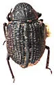 Georissus californicus