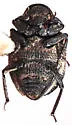 Georissus californicus - photo 3