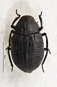 Georissus californicus - photo 4