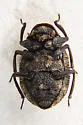 Georissus californicus - photo 5