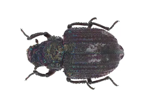 Georissus costatus