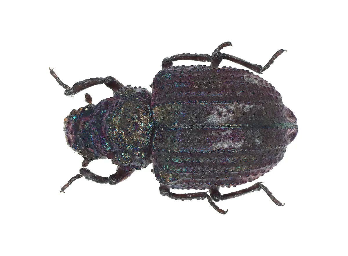 Georissus costatus - photo 3