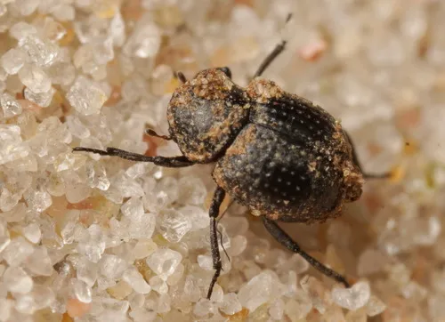 Georissus crenulatus