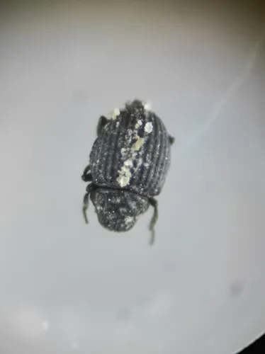 Georissus laesicollis