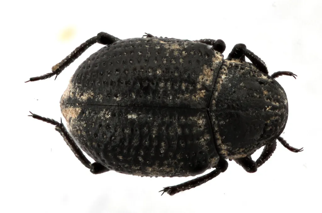 Georissus pusillus
