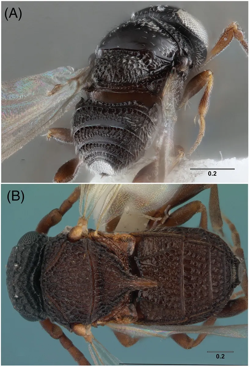 Geoscelionidae - photo 3