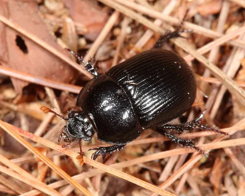 Baly's Earth Boring Beetle