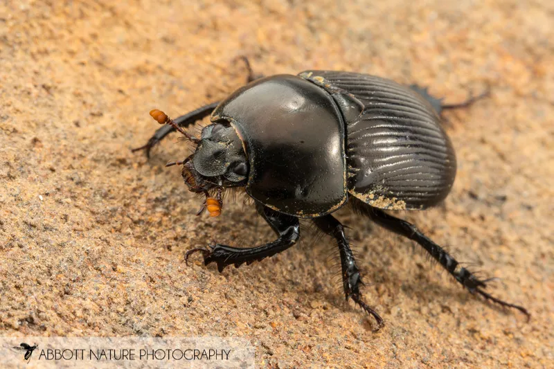 Blackburn's Earth Boring Beetle