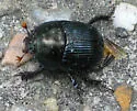 Eger's Earth Boring Beetle