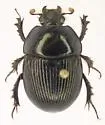 Eger's Earth Boring Beetle - photo 2
