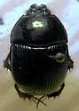 Eger's Earth Boring Beetle - photo 3